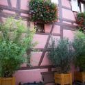 Eguisheim - 132